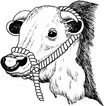 Cotton Rope Bull Halter